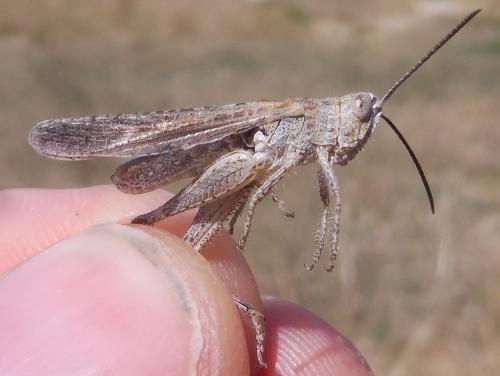 Chorthippus brunneus brunneus